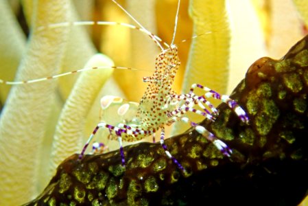 Organism, Invertebrate, Close Up, Macro Photography
