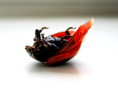 Insect, Seafood, Mussel, Animal Source Foods
