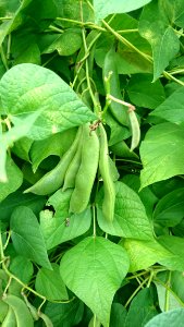 Plant, Leaf, Agriculture