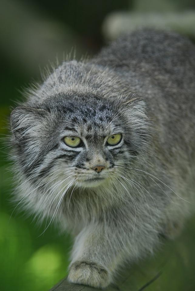 Feline otocolobus manul predator