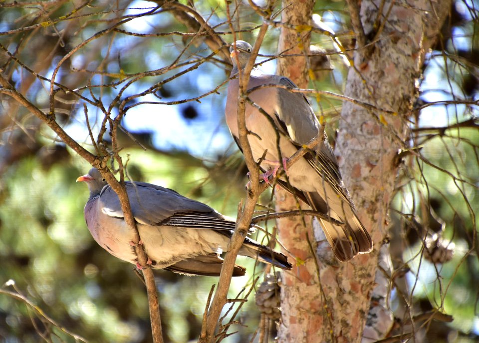 Bird, Fauna, Beak, Branch