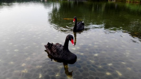 Black Swan, Water Bird, Ducks Geese And Swans, Bird photo
