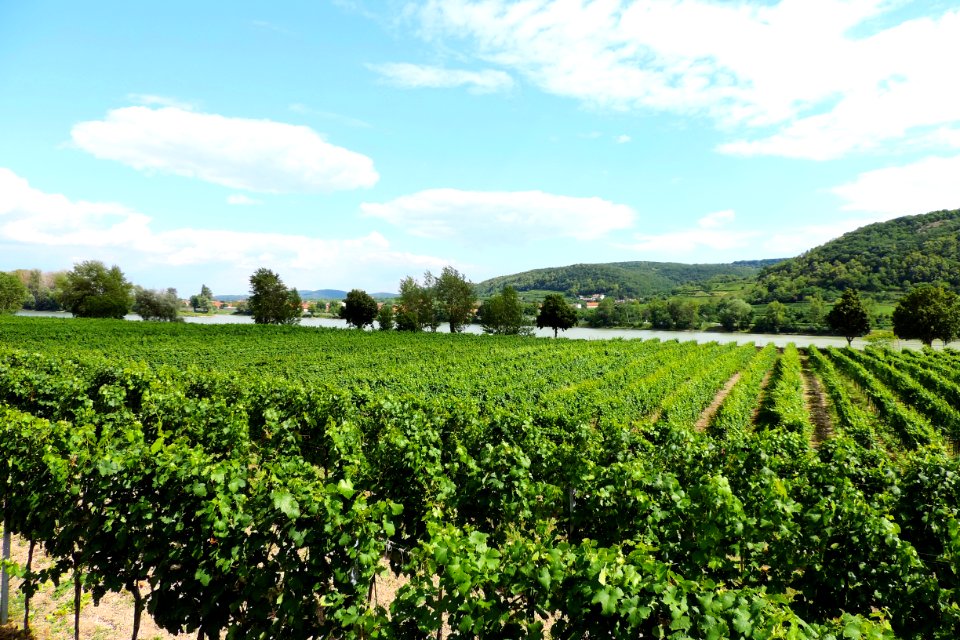 Agriculture, Vineyard, Field, Crop