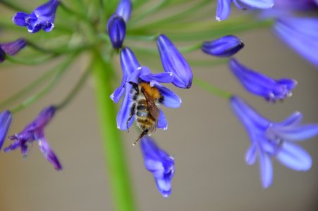 Blue, Flora, Violet, Honey Bee photo