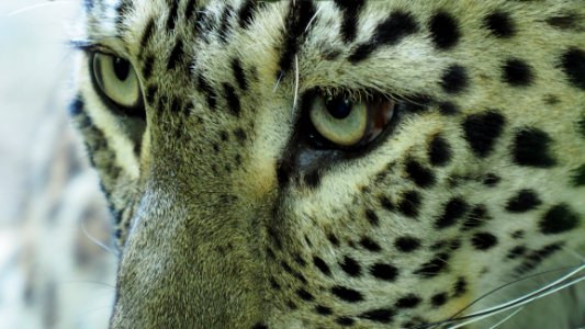 Wildlife, Leopard, Jaguar, Fauna photo