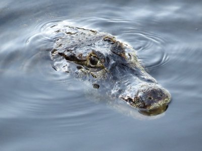 Crocodilia, Alligator, American Alligator, Water photo