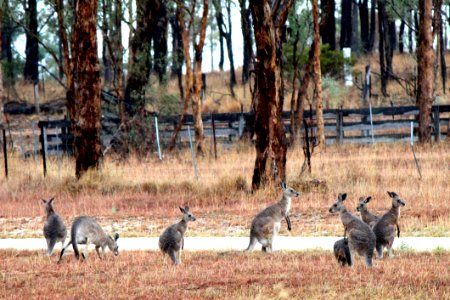 Wildlife, Fauna, Kangaroo, Macropodidae photo