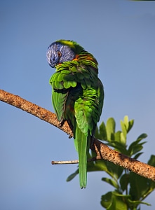 Colourful bird australian photo