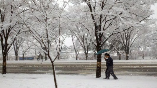 Snow, Winter, Freezing, Tree photo