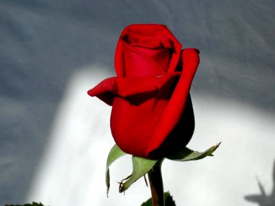 Red, Rose, Flower, Rose Family