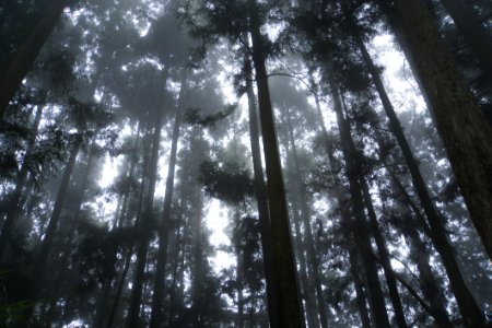 Tree, Forest, Nature, Woody Plant