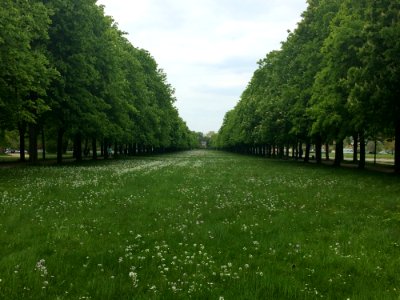 Vegetation, Tree, Ecosystem, Grass