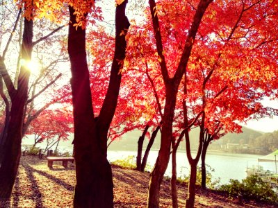 Tree, Red, Nature, Autumn