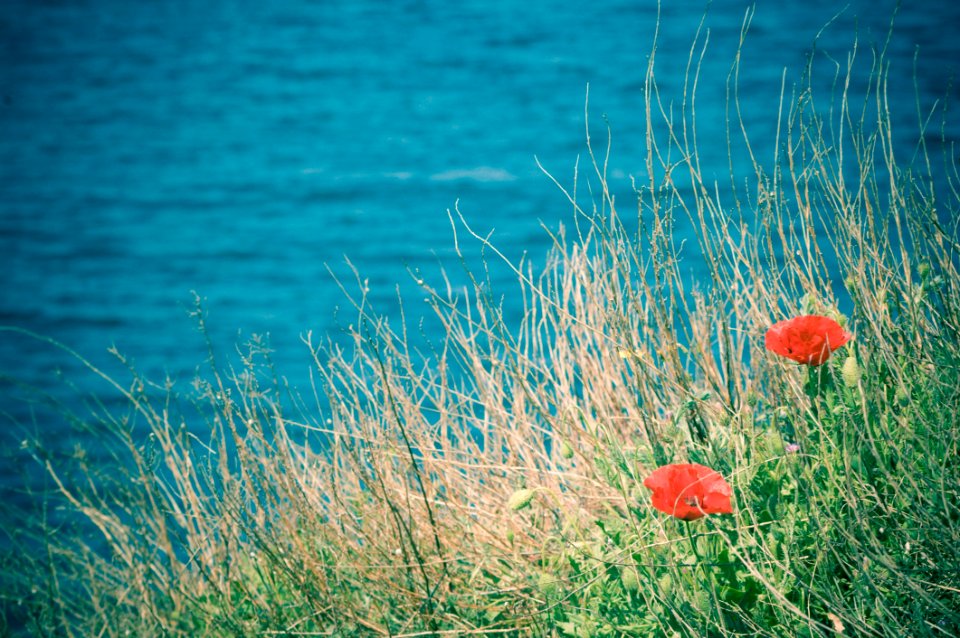 Ecosystem, Vegetation, Sea, Sky