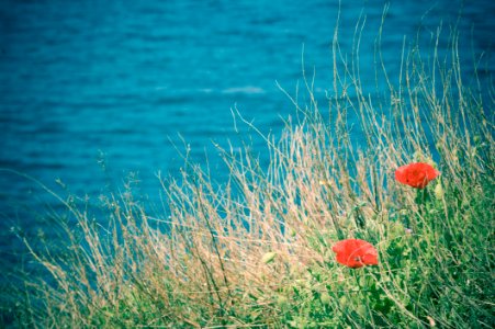 Ecosystem, Vegetation, Sea, Sky