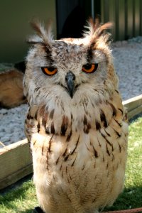 Owl, Bird Of Prey, Beak, Fauna photo