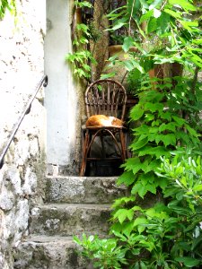Plant, Leaf, Tree, Flora