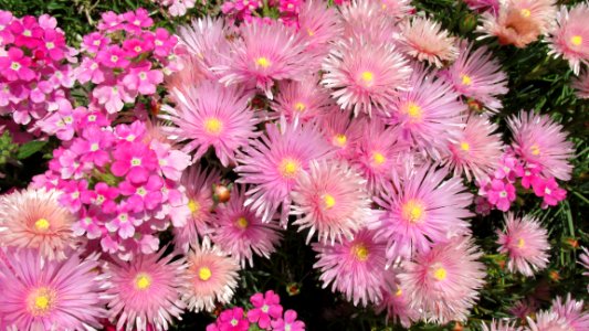 Flower, Plant, Pink, Flowering Plant photo