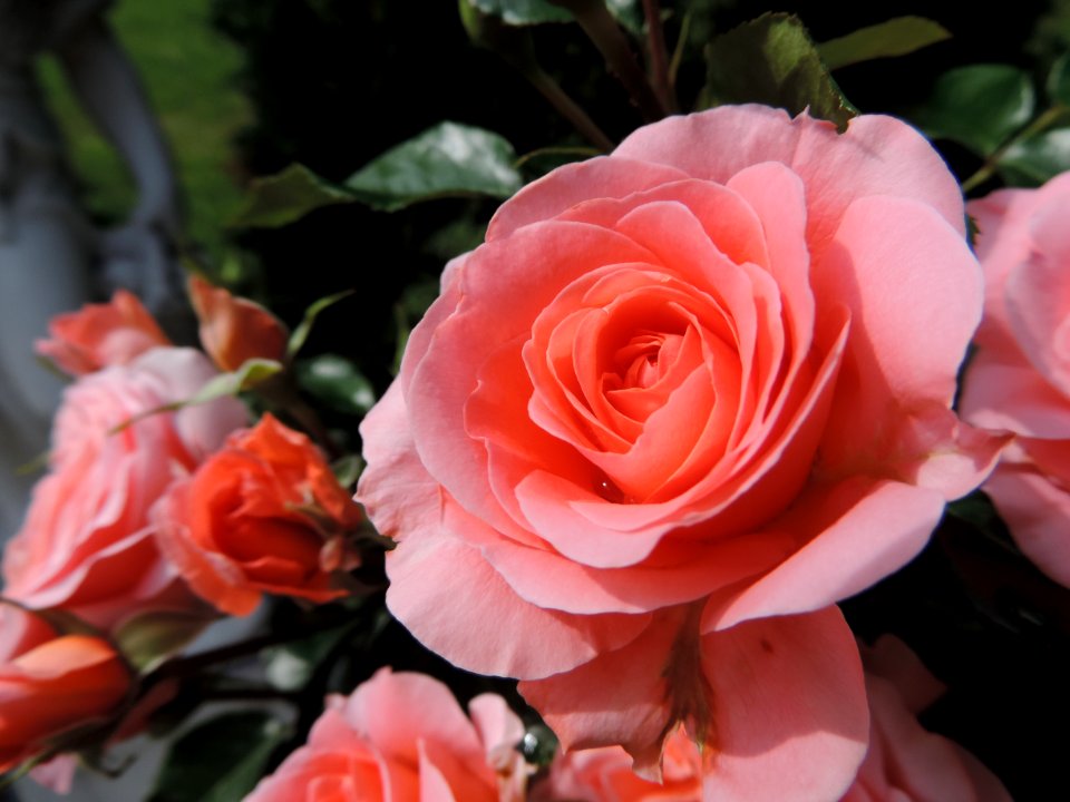 Flower, Rose, Rose Family, Garden Roses