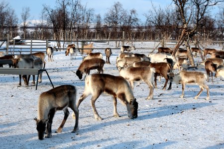 Wildlife, Deer, Herd, Reindeer photo