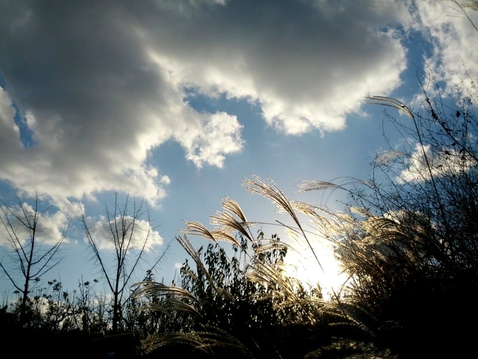 Sky, Cloud, Atmosphere, Tree