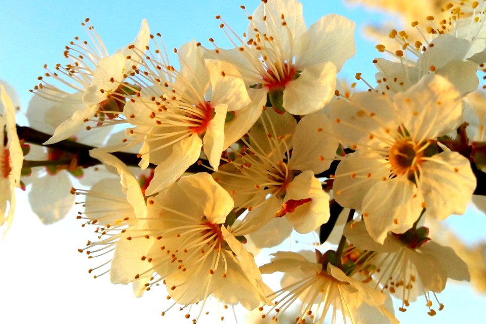 Flower, Blossom, Spring, Cherry Blossom