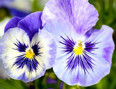 Flower, Pansy, Flowering Plant, Plant photo