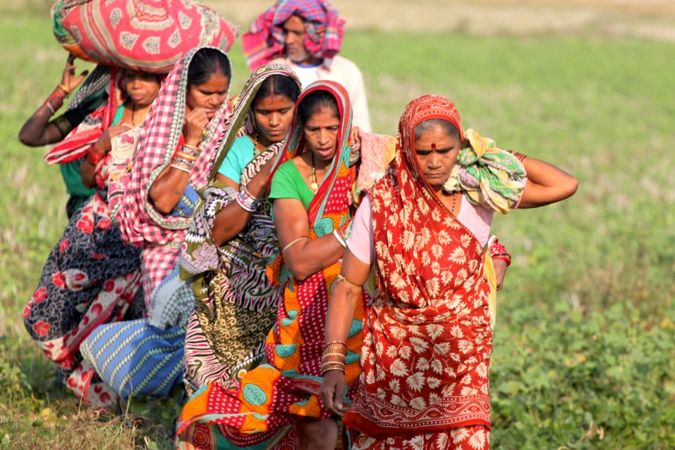 Tribe, Tradition, Plant, Sari