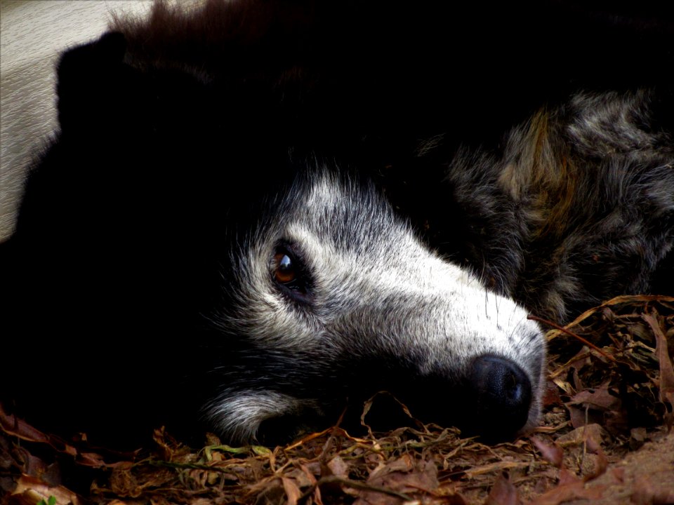 Fauna, Wildlife, Fur, Snout