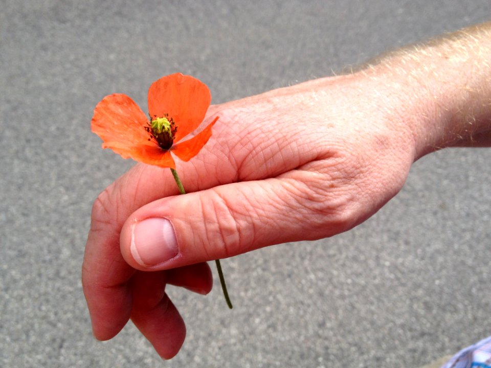 Flower, Orange, Hand, Finger