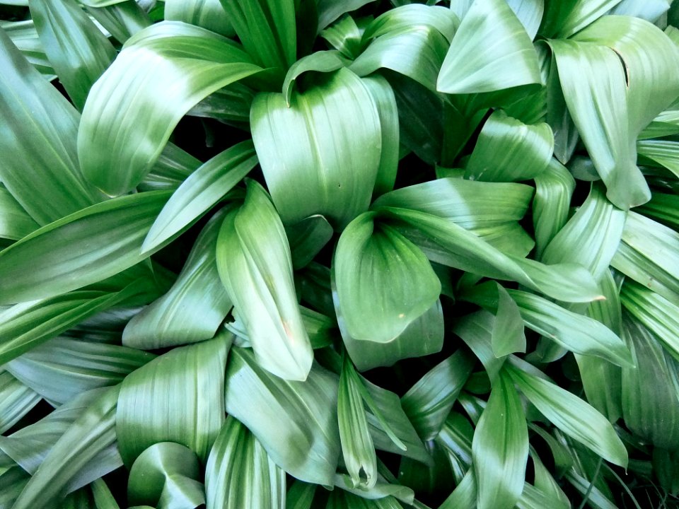 Plant, Leaf, Flower, Lily