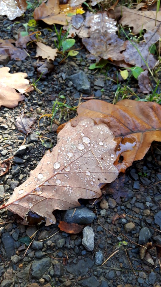 Leaf, Rock, Plant, Water