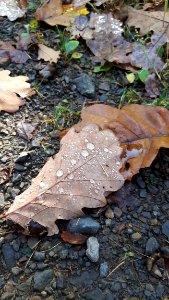 Leaf, Rock, Plant, Water