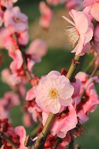 Spring pink germination