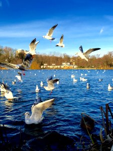 Water, Bird, Sky, Ecosystem photo