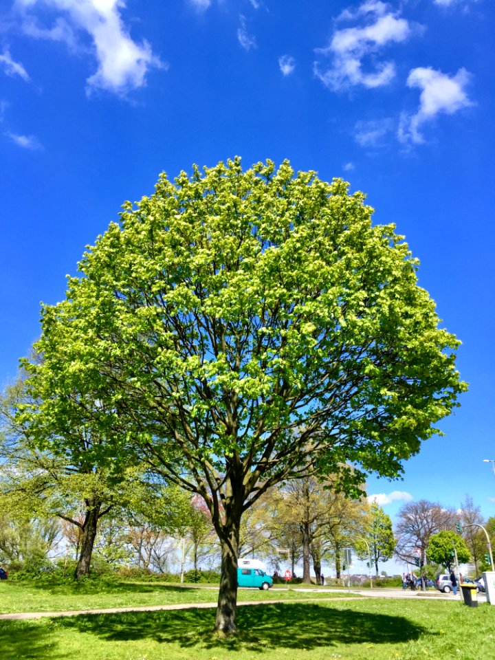 Tree, Sky, Woody Plant, Plant