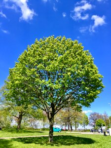 Tree, Sky, Woody Plant, Plant photo