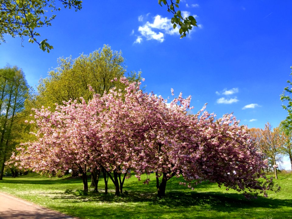 Tree, Plant, Blossom, Spring