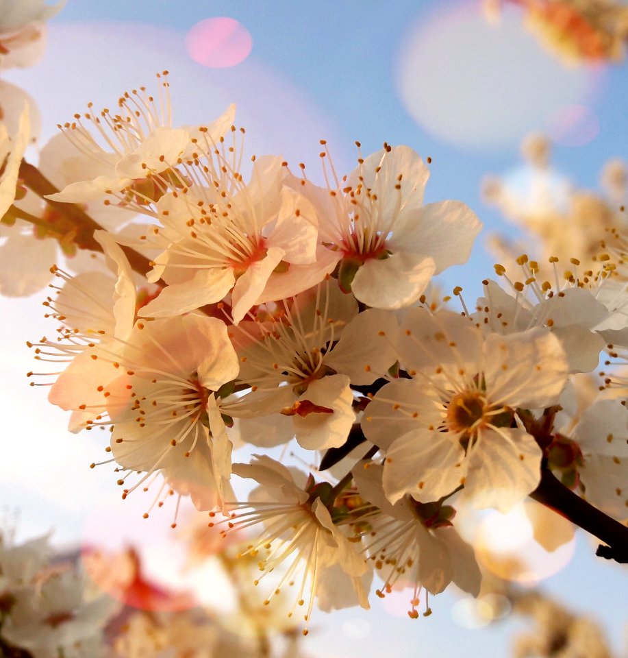 Blossom, Flower, Spring, Cherry Blossom