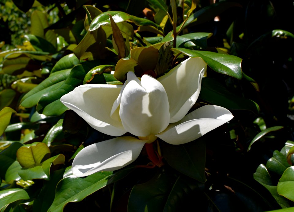 Plant, Flower, Flora, Leaf