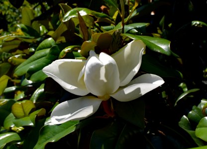 Plant, Flower, Flora, Leaf
