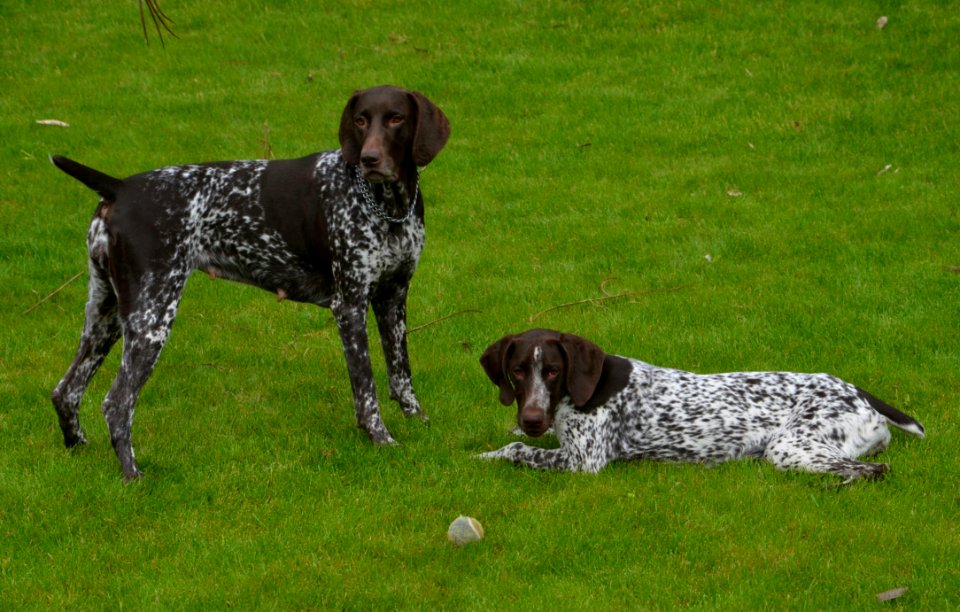 Dog Breed, Dog, Old Danish Pointer, Dog Like Mammal
