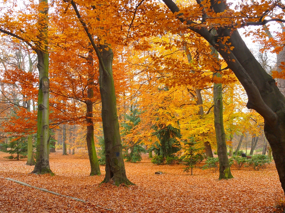 Bench leaf tree photo