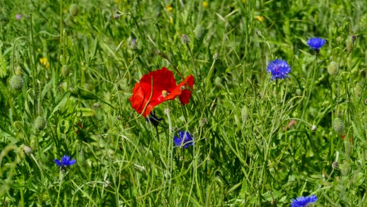 Flower, Meadow, Wildflower, Plant