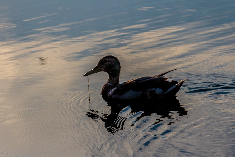 Water, Bird, Water Bird, Duck