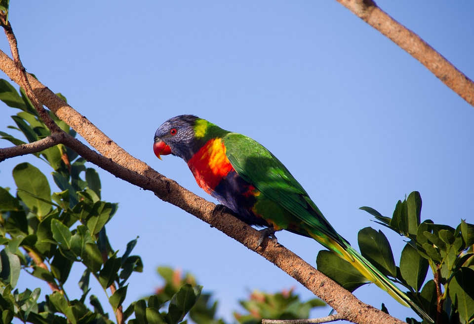 Bird australian wild