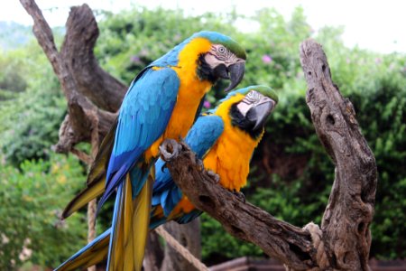 Bird, Macaw, Parrot, Fauna photo