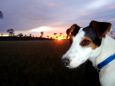 Dog Breed, Dog, Jack Russell Terrier, Russell Terrier photo