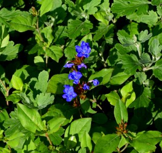 Plant, Flower, Flowering Plant, Subshrub