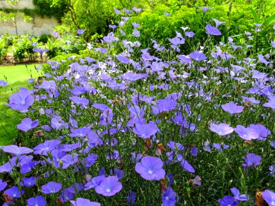 Flower, Plant, Flowering Plant, Flora
